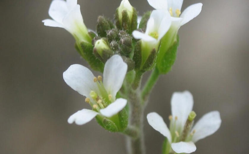 Researchers Find the Mechanisms Behind Early Spring Budding in Plants