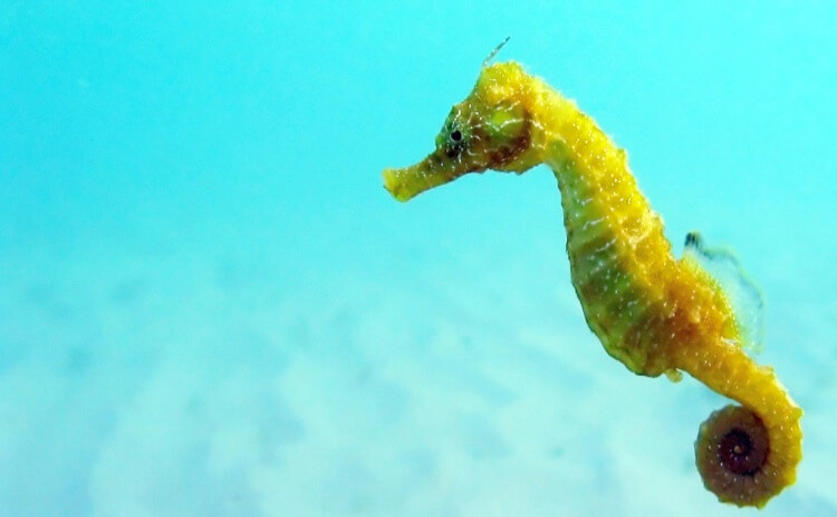 Researchers Gain Insights into the Evolution of Seahorses