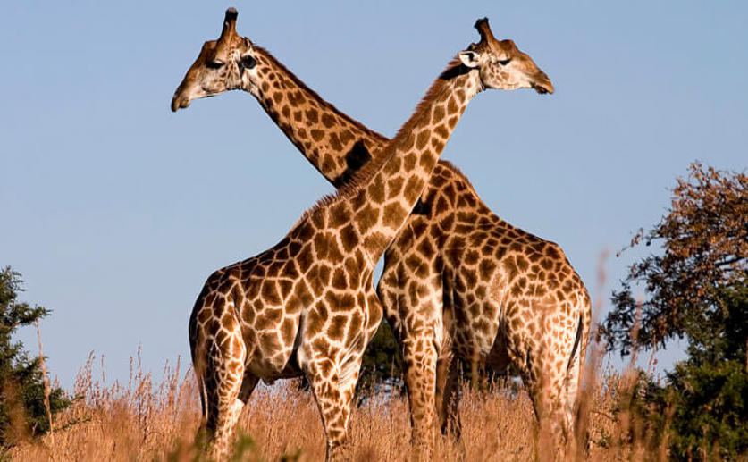 Researchers Have Discovered That There Are Four Separate Giraffe Species