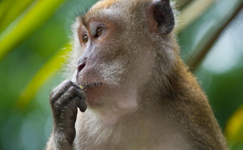 Researchers Heal Heart Damage in Monkeys by Using Donated Stem Cells