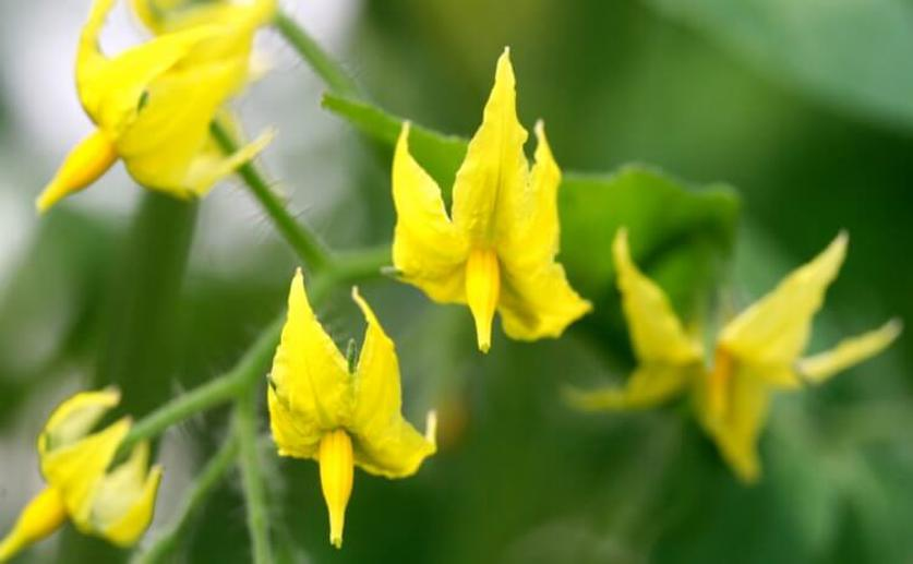 Researchers Identify Key Gene Networks That Affect Flowering in the Nightshade Family