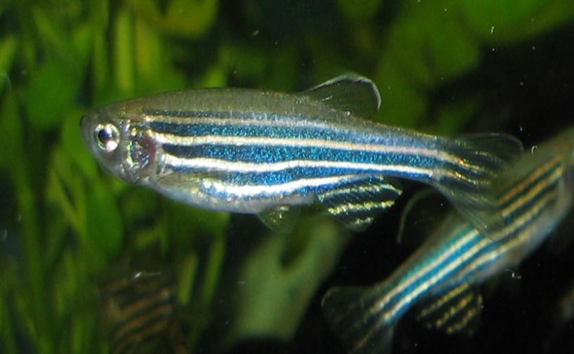 Researchers Isolate a Protein Critical for Spinal Cord Regeneration in Zebrafish