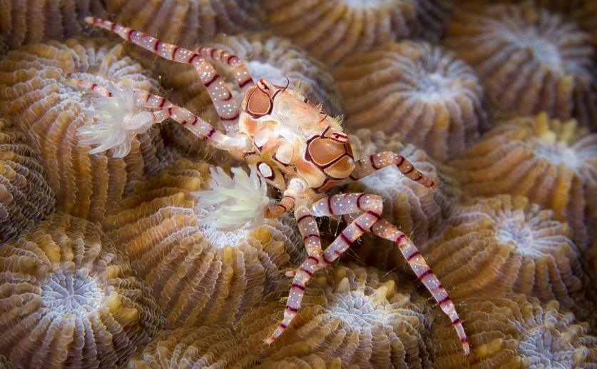 Researchers Solve the Mystery of How Pom-Pom Crabs Acquire Their Anemone Weapons