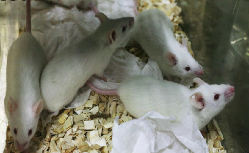 Researchers Successfully Treat Mice with Personalized Cancer Vaccines