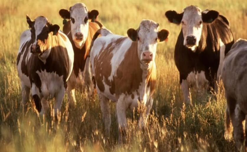 Researchers Use Machine Learning to Detect Pathogenic Bacteria in Cattle
