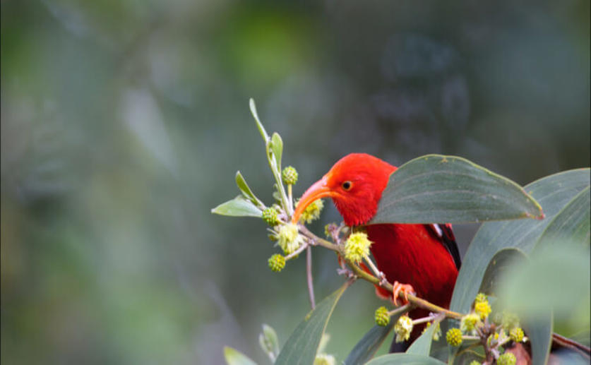 Researchers Warn That Hawaii’s Forest Birds Are Vulnerable to Climate Change and Disease