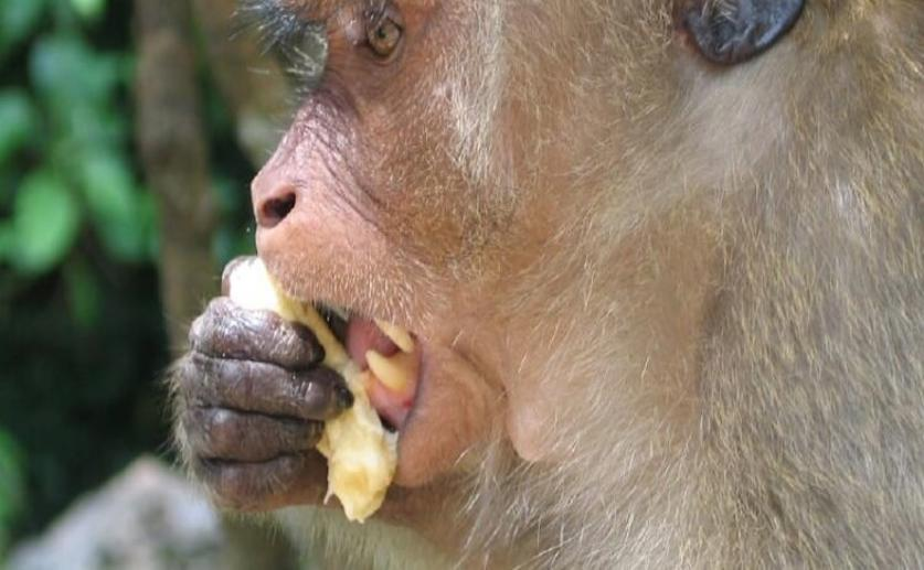 Rhesus Monkeys Live Longer with Restricted Diets, Findings May Apply to Humans
