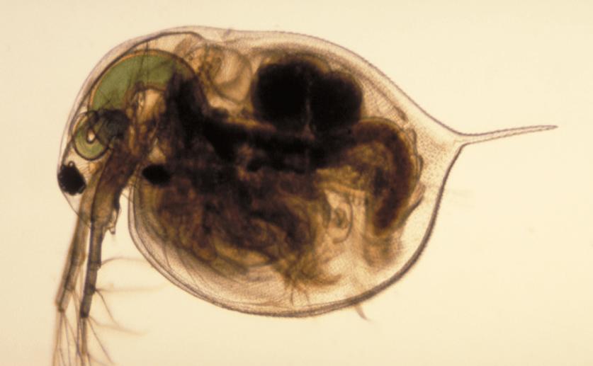 Run-off from Road Salts Leads to Rapid Evolution in Freshwater Zooplankton