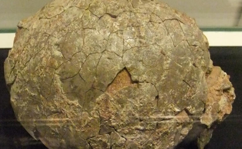 Scientists Determine How Long It Took for Dinosaur Eggs to Hatch