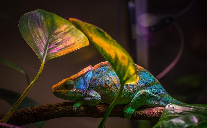 Chameleon Tongues Now Understood By Scientists