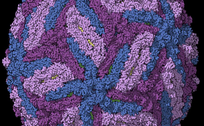 Scientists Identify the Proteins That Make the Zika Virus Dangerous