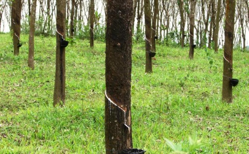 Scientists Sequence the Genome of the Rubber Tree