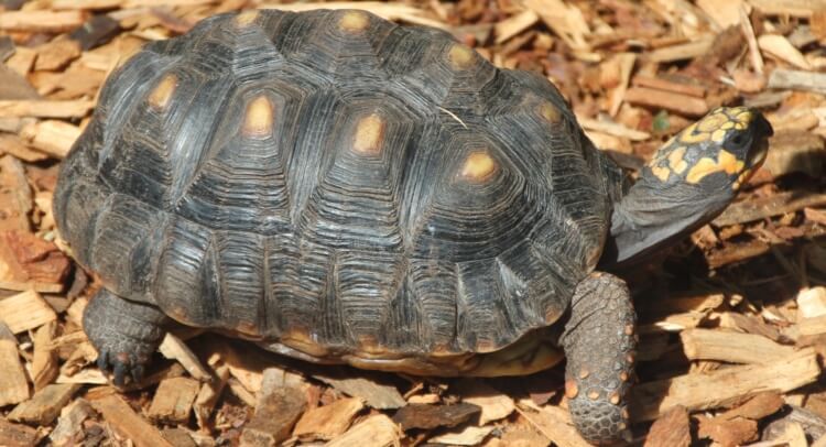 Scientists Show That Tortoises Have Excellent Long-term Memories