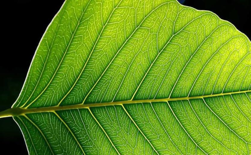 Scientists Successfully Replicate Photosynthesis Processes Using Artificial Molecules
