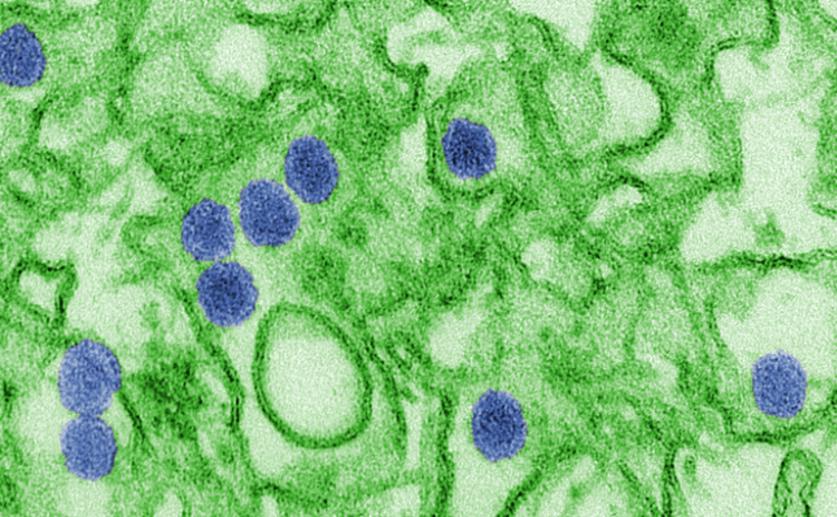 Scientists Use Cryo-electron Microscopy to Study the Immature Form of the Zika Virus
