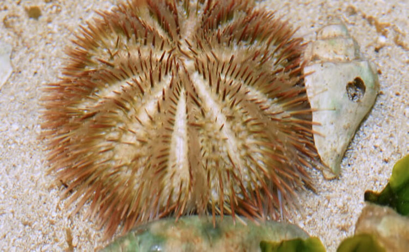 Sea Urchins May Be Wiped Out by Climate Change