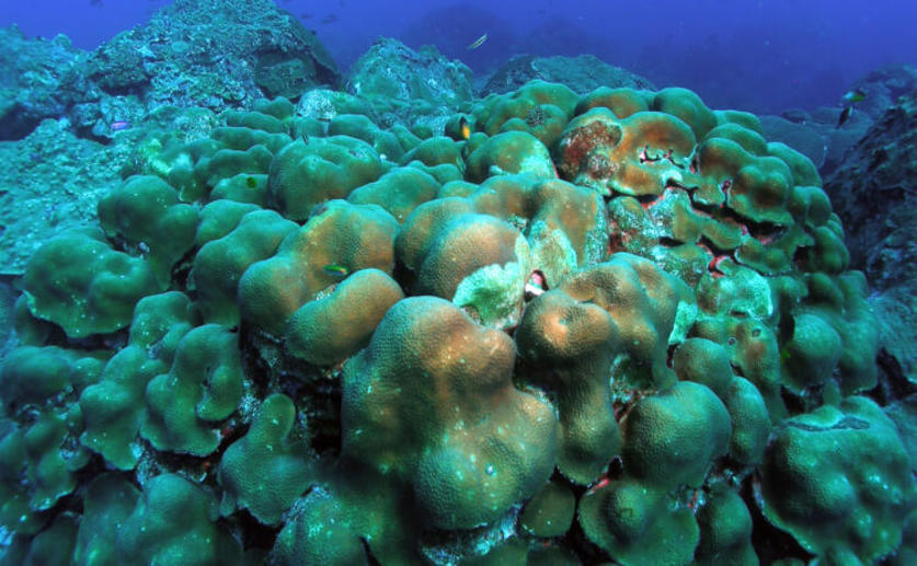Some Coral Species Can Cope with Major Environmental Events, Allowing Reefs to Bounce Back