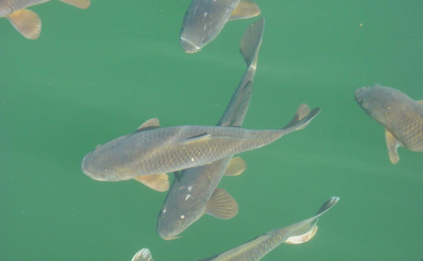Specially-bred “Mirror” Carp Quickly Regained Their Scales Through Natural Selection