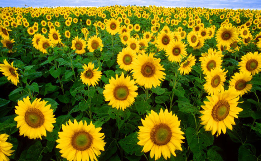 Sunflowers Orient Themselves According to Circadian Rhythms