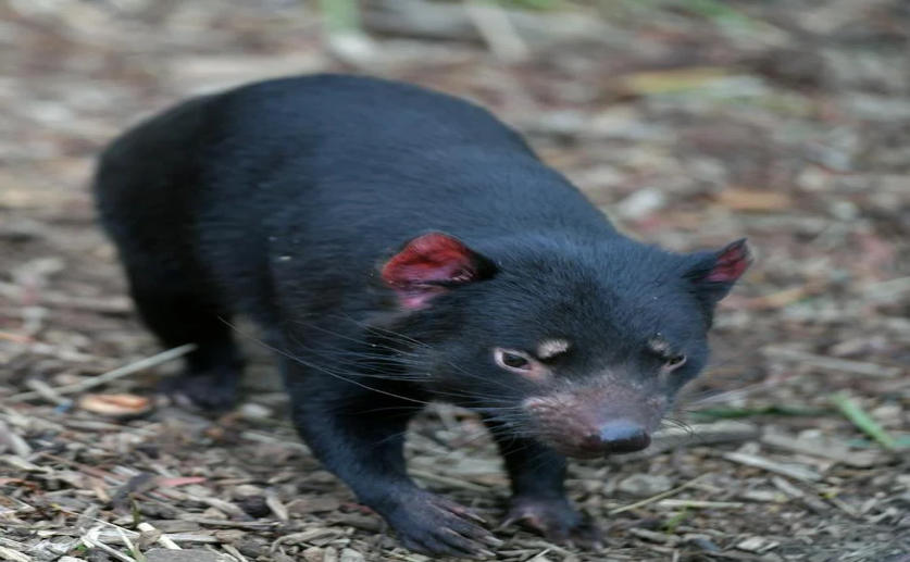 Tasmanian Devils Are Evolving to Resist a Contagious and Lethal Cancer