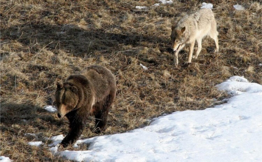 The Presence of Brown Bears Reduces the Number of Kills Made by Wolves