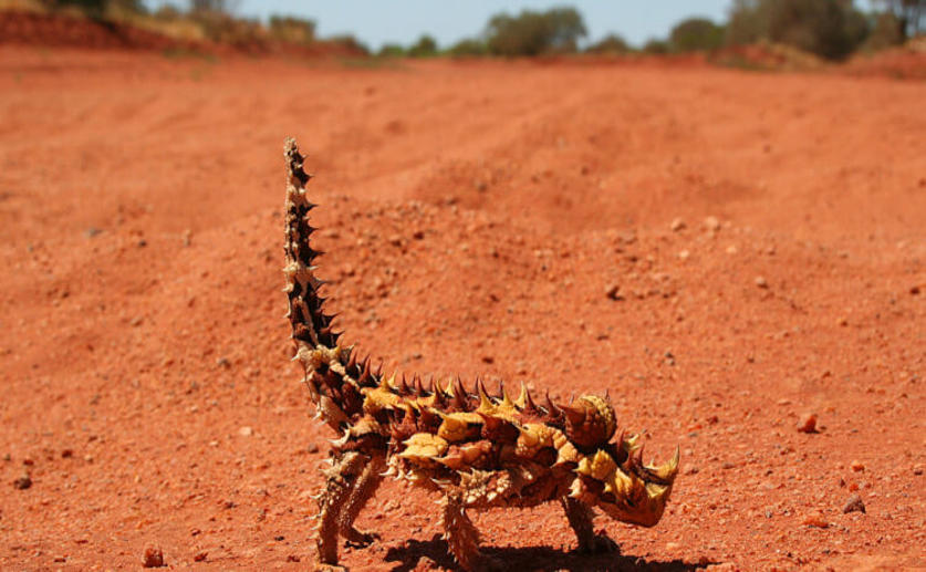 Thorny Devil Lizards Have an Unusual Method of Gathering Water