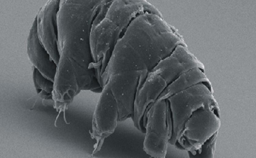 Unique Protein from Water Bears Can Protect Human Cells from X-ray Damage