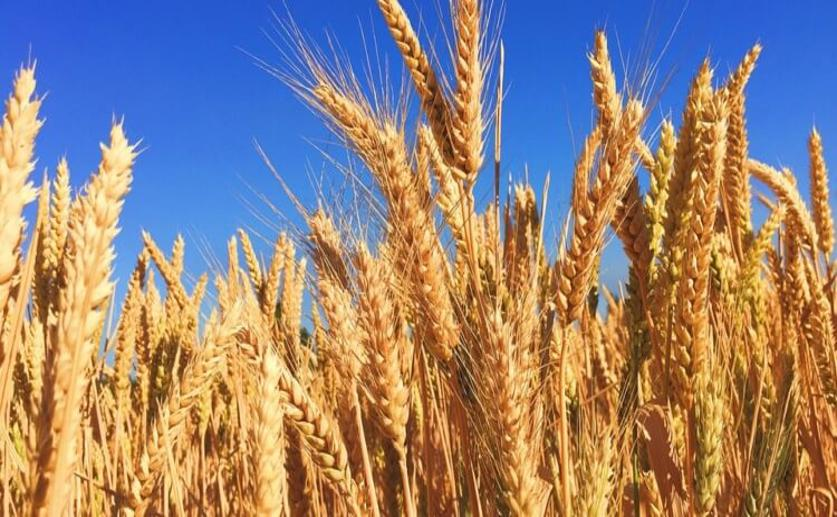 Wheat Grains Use Their Own Photosynthesis Pathway, Discovery May Lead to Heat-resistant Crops