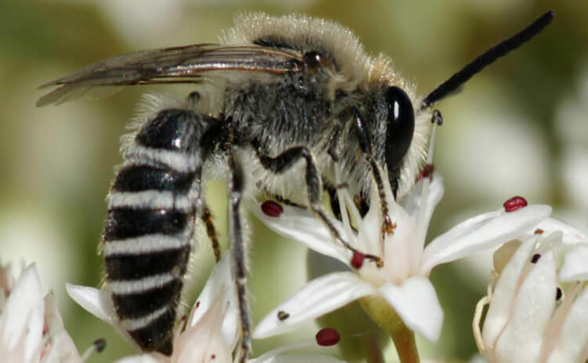 Wild Bees Appear to Gain Beneficial Bacteria from Host Flowers