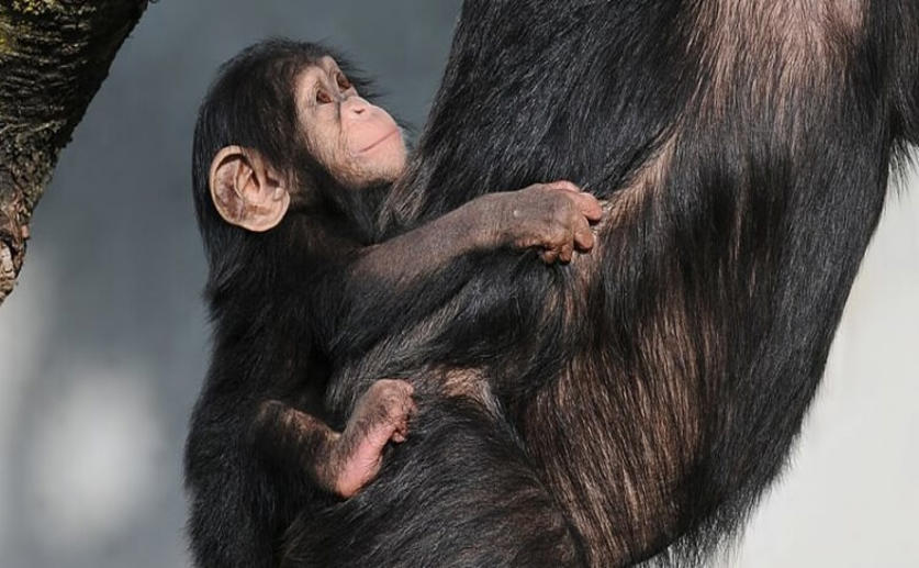 Wild Chimpanzees Seek out Genetically Dissimilar Mates When Reproducing